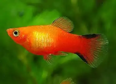 怎样分月光鱼的公母