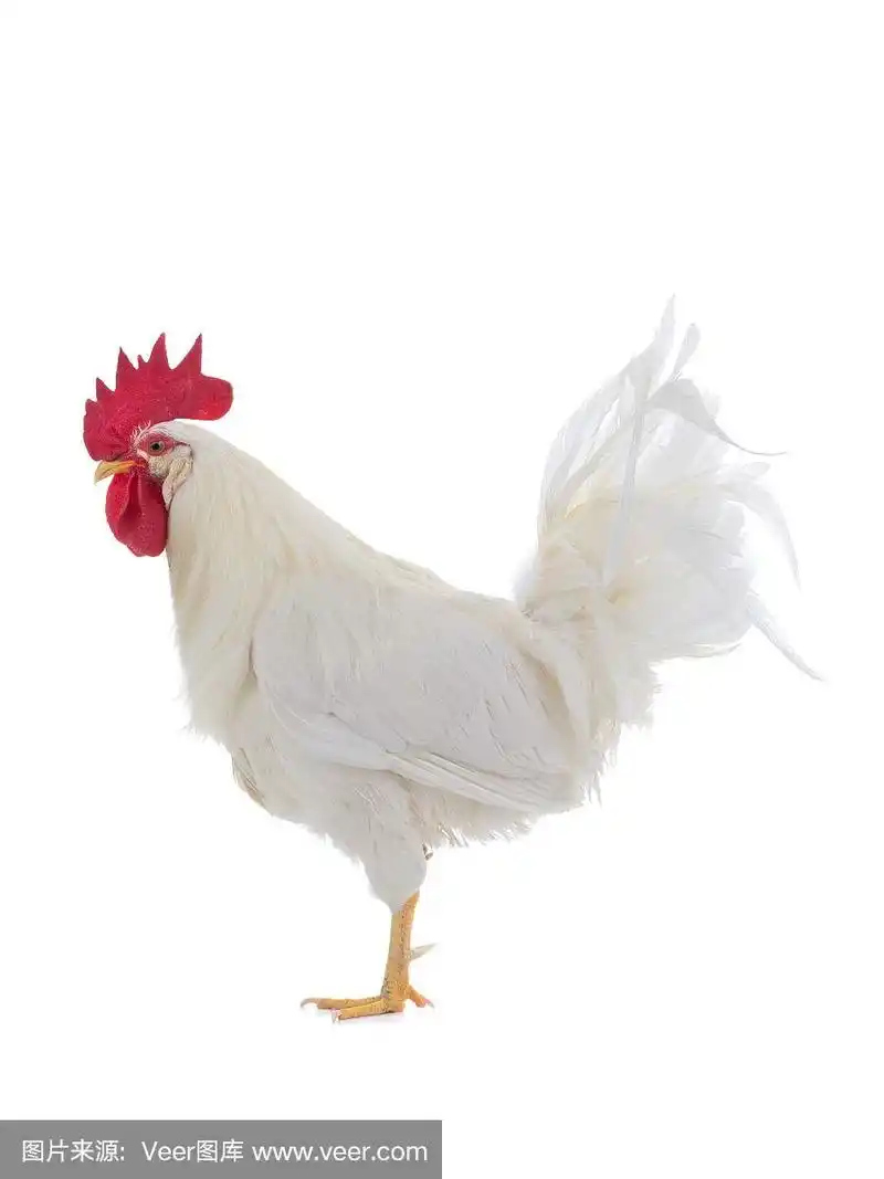 美丽的白色公鸡站在一条腿孤立的白色
