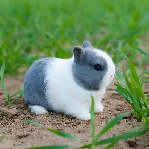 纯种侏儒兔活体长不大宠物兔风眼海棠西施茶杯兔迷你小型兔活体