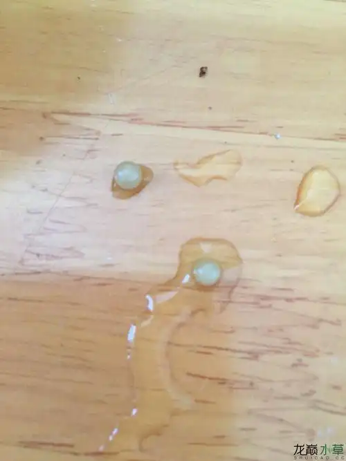 请专家鉴定这是什么卵,黄黄的,羞羞的