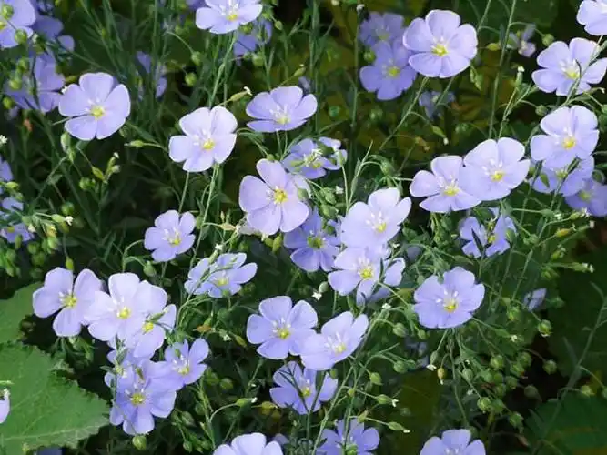 蓝亚麻的生长习性及其价值