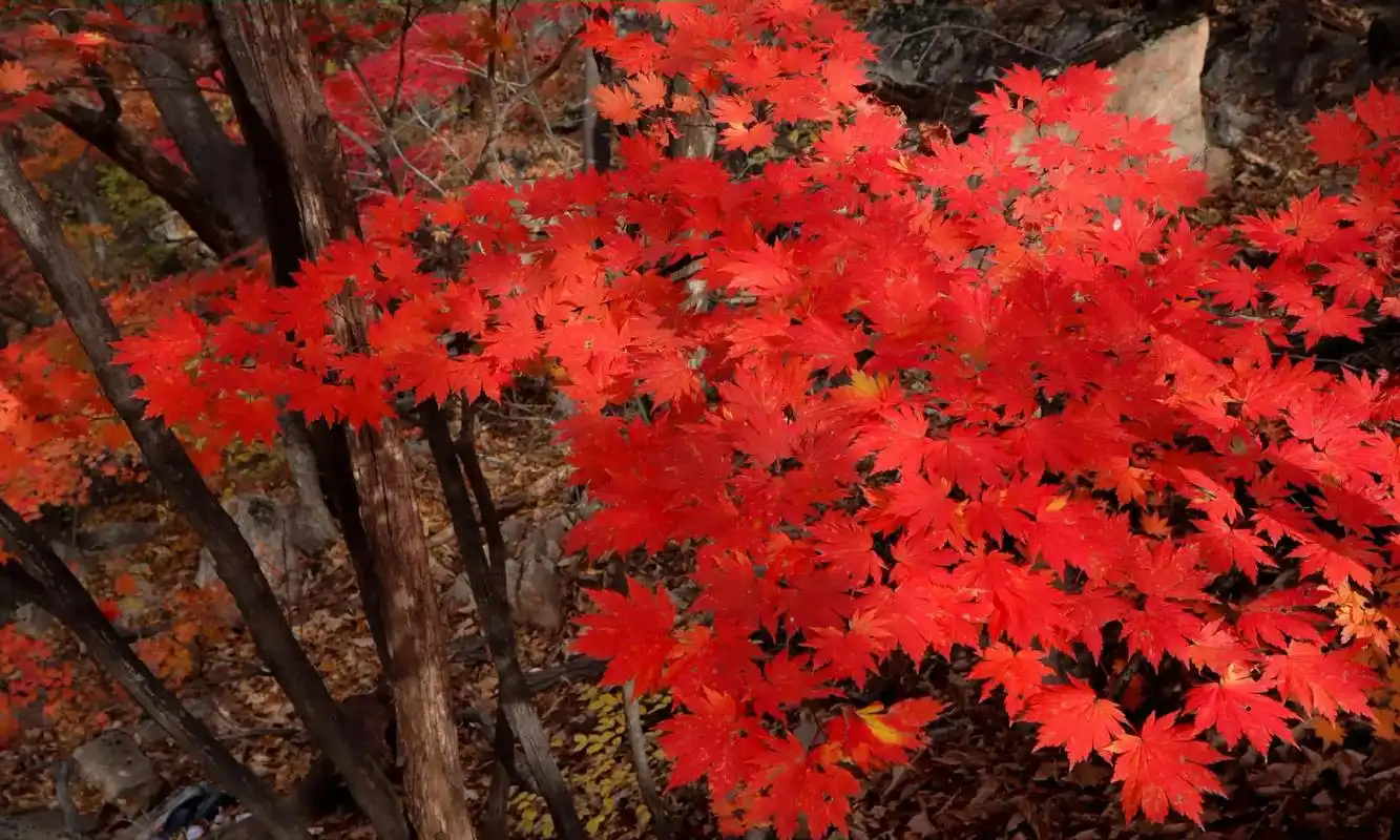 十月赏枫圣地,本溪枫林谷.#旅行图文激励计划 #去赴十月的第 - 抖音