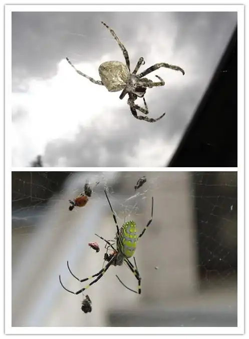 那种平常见的大一点的土蜘蛛,褐色的那种,体液中有血细胞么?