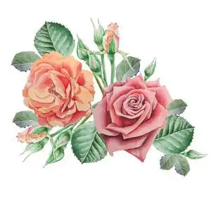 水彩铁线莲的花图片-水彩铁线莲的花素材-水彩铁线莲的花插画-摄图新