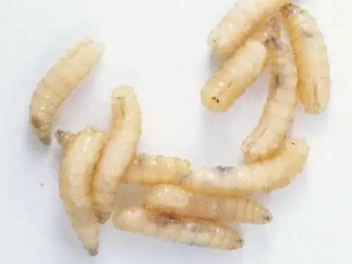 请问苍蝇的幼虫长啥样(图片)