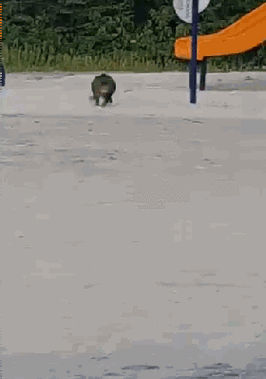 肥猫朝你飞奔而来,所到之处尘土飞扬,网友笑喷:赶着回家吃饭呢