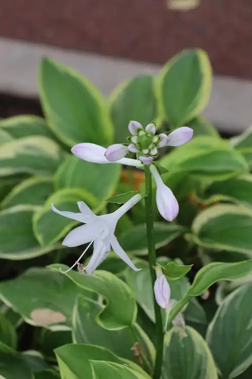 夕阳的相册-万芳雅婷