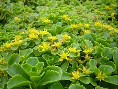 展开全部 德国景天,景天科景天属植物,多年生肉质宿根草本.