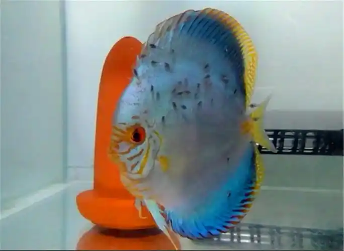 出售七彩神仙老虎狗