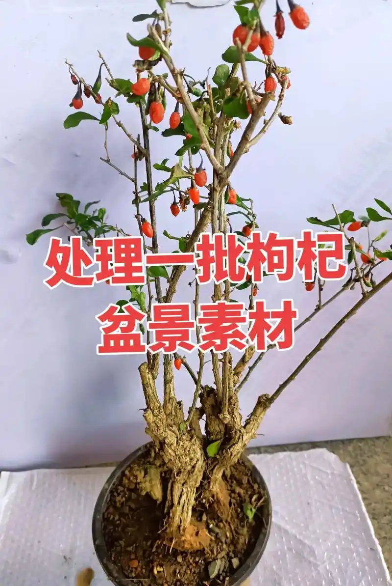 枸杞盆景素材处理一批