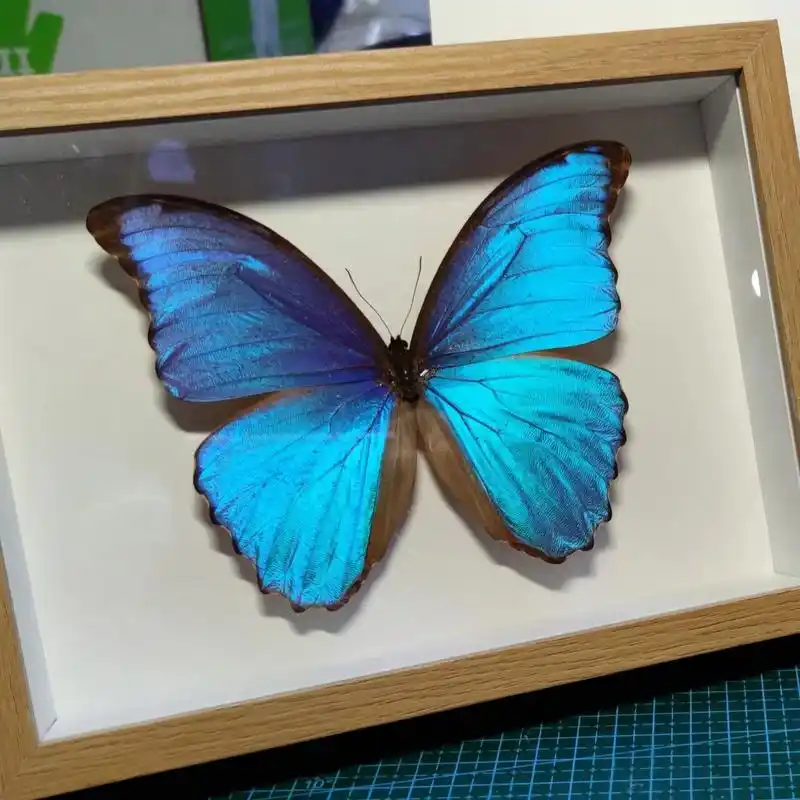 大蓝闪蝶 morpho menelaus 又名蓝摩尔福蝶,是蛱蝶