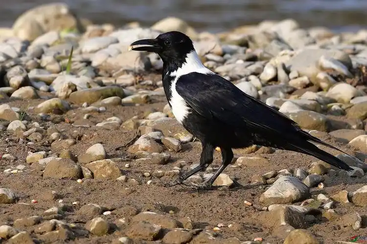 白颈鸦