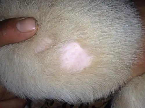 狗狗身上有这么一块掉毛!是什么问题?