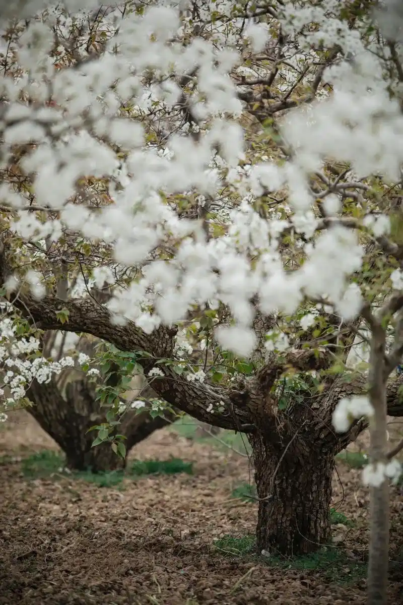 上旦村的百年老梨树开花 - 抖音