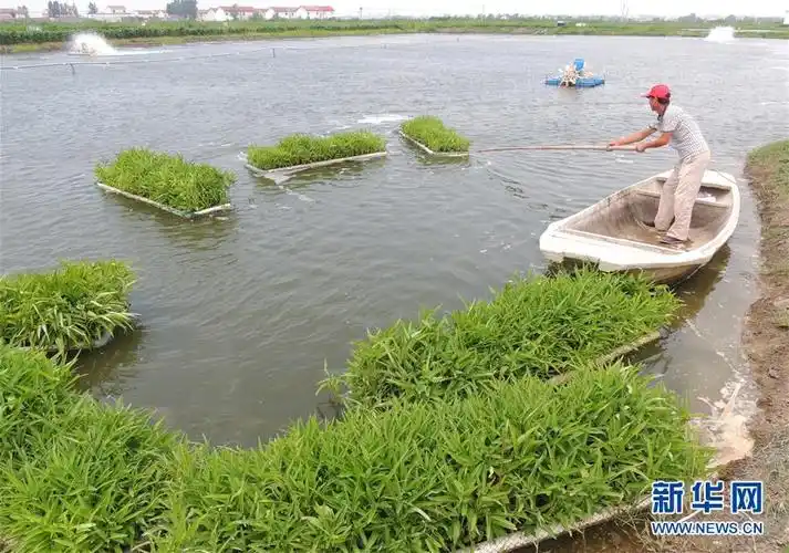 虾塘生物浮床栽种空心菜在连云港试验成功(组图)