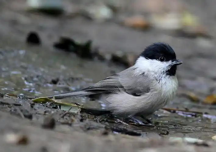 逃逸的小鸟儿----"红子"