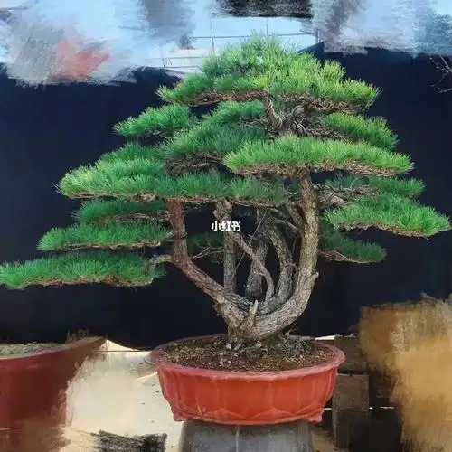 一本丛林黑松盆景参展级别
