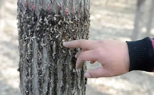 在河北省文安县,大量春尺蠖被林业局喷洒的粘虫液粘在树上