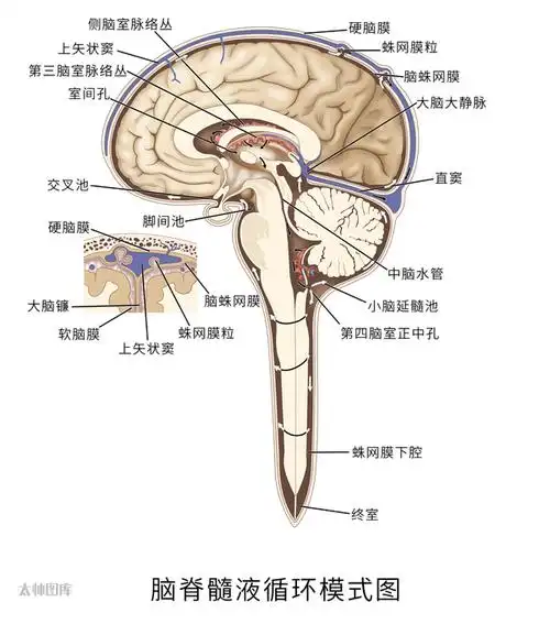 脑脊液经室间孔进入第三脑室,中脑导水管,第四脑室