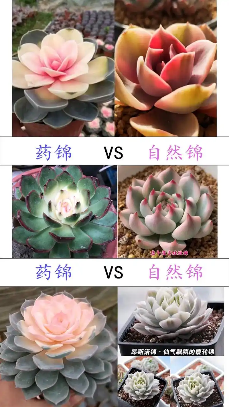 7种多肉不要买|新手入坑篇.这次专门为新手朋友更新这个内容, - 抖音