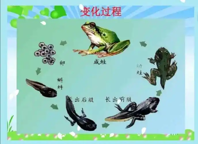 青蛙可以生活在水里,也可以生活在陆地上,是两栖动物.