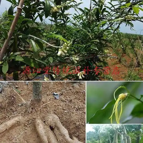 中药材天然牛大力正宗新鲜金钟根强筋骨煲汤500g大