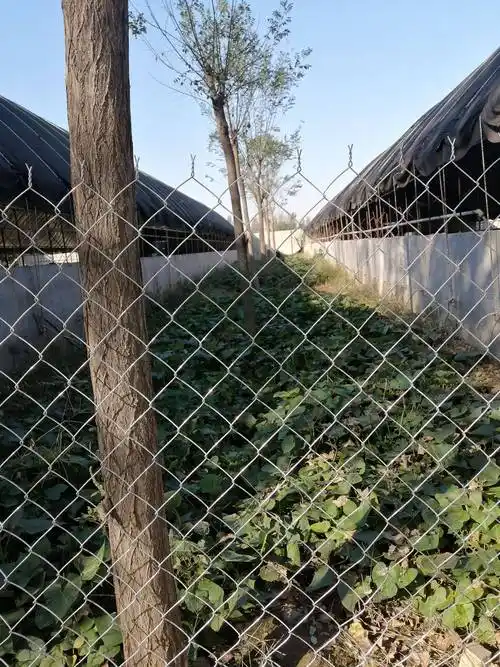 高强度养鸡围栏网_进行_养鸡业_材质