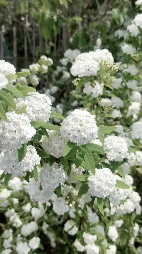 黄金喷泉绣线菊重瓣绣线菊盛开时