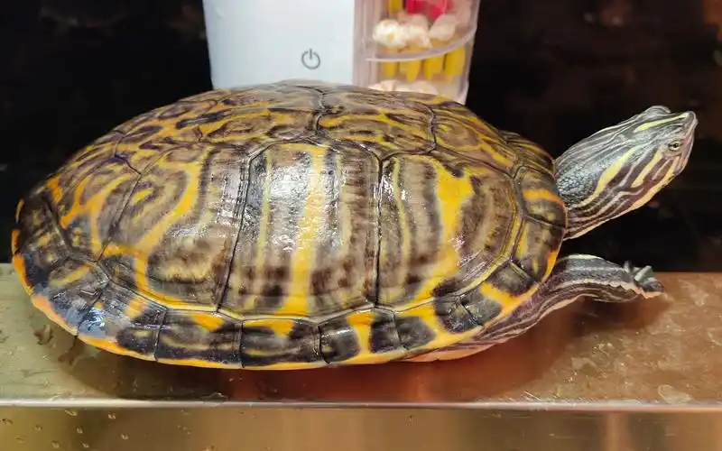 火焰龟长这样的,活泼好动,纹路漂亮,还很好养