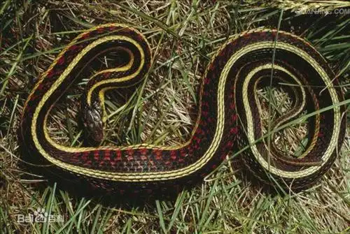 展开全部 这是无毒蛇,顾名思义,就是没有毒的蛇,它们体内没有毒腺,大