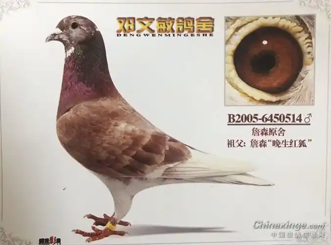 天津邓文敏,詹森红狐近亲之女