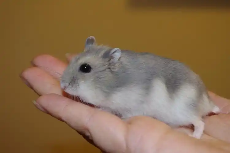 哪种仓鼠最可爱最好养
