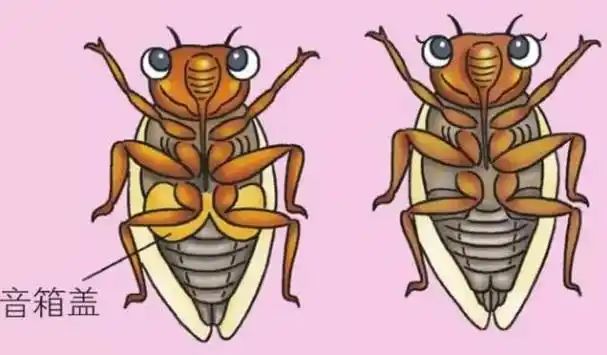 蝉在树上产卵却从地下出来,原因何在?"刨出"的土都去哪了?