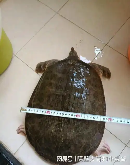 美国珍珠鳖入侵我国16省黄河或已失守中国该怎样应对