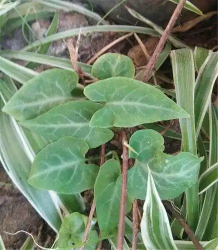 何首乌不仅是药材,还能够盆栽观赏,养护方法非常简单!