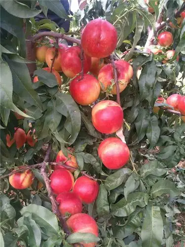 静海93春丽桃树苗,早春蜜桃树苗亩产多少