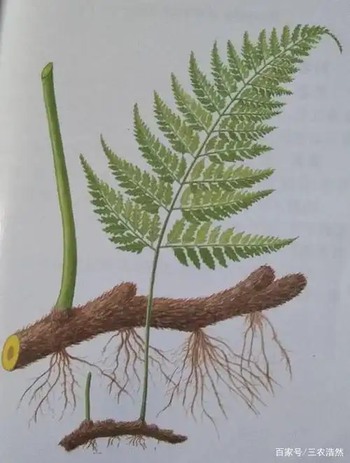 农村山林的骨碎补,很多人不知道它的珍贵,大家知道吗