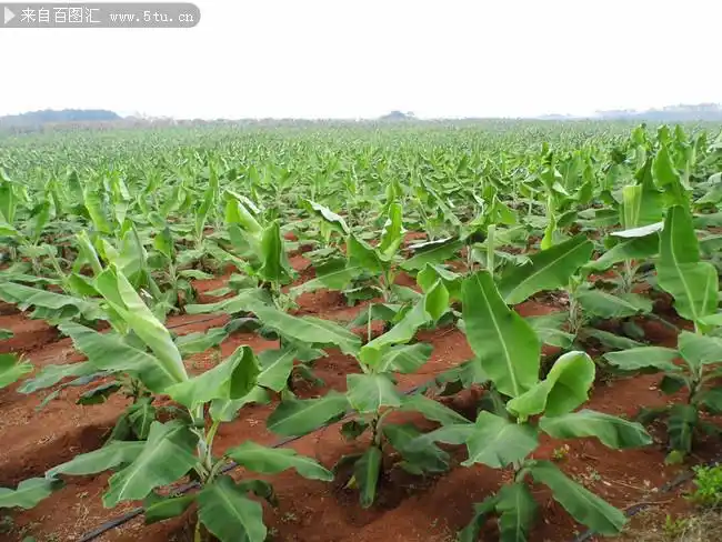 香蕉树 香蕉树图片-高清图片-百图汇设计素材