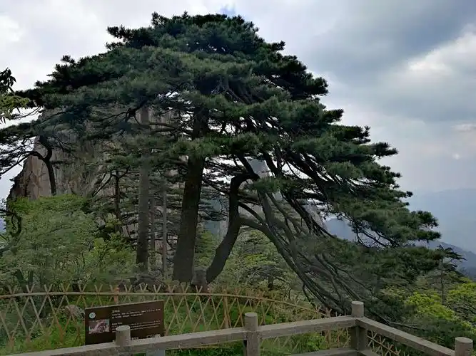 黄山十大名松之五,竖琴松.