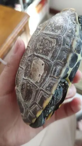 求问草龟也会蜕死皮吗