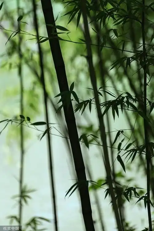 近日,临沂的竹林郁郁葱葱,生长繁茂.