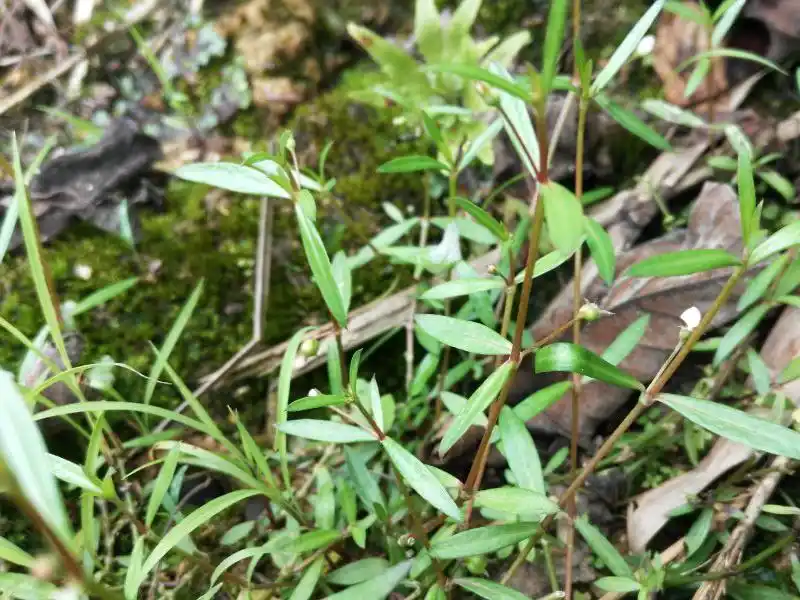农村一种平凡的植物野草"蛇针草",价值比较大,若见到,请留意 在农村