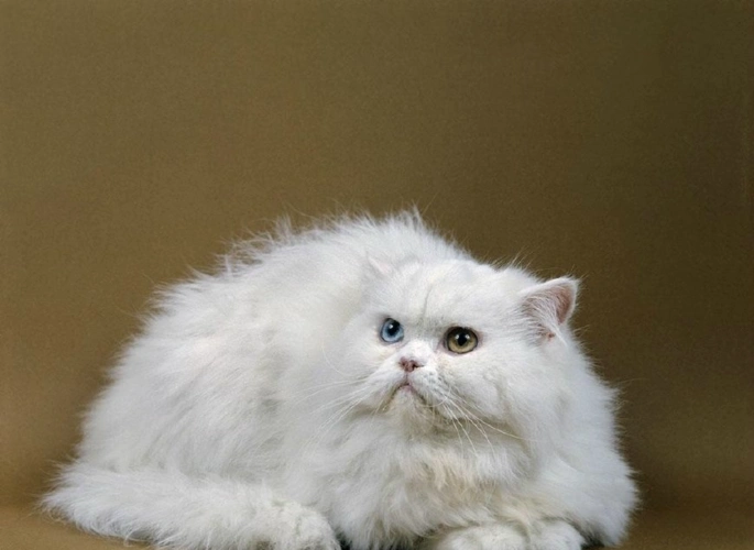 正确的波斯猫饲养方法