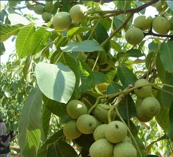 神农架 野生山核桃 天然原味特产干货非纸皮核桃500克