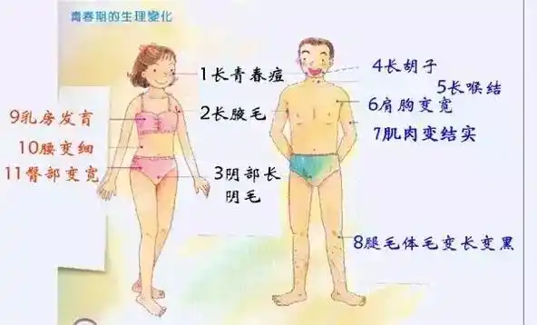 女孩♀:乳房发育,腰变细,臀部变