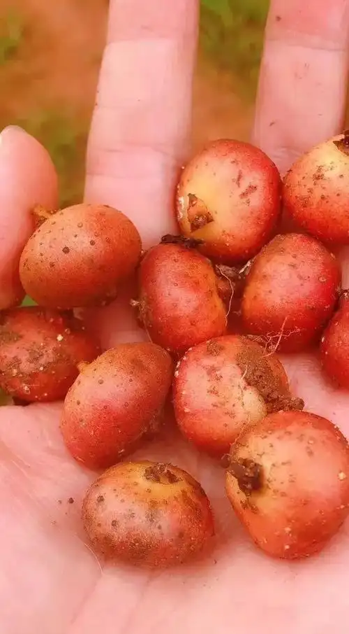 所有简阳人这个夏天有一种情怀叫做野地瓜