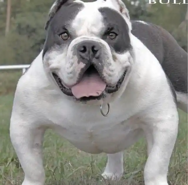 极端体恶霸犬,是目前国内外最受欢迎的,所谓极端体