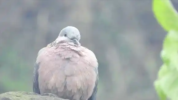 还好听到附近竹鸡叫声-动物视频-搜狐视频