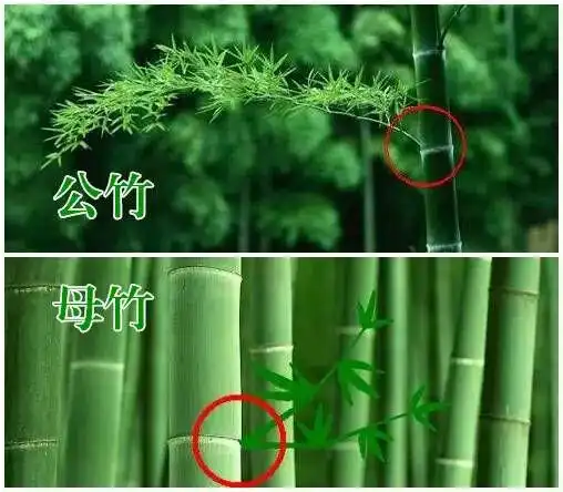 小伙伴们,约吗?(附挖冬笋秘籍)