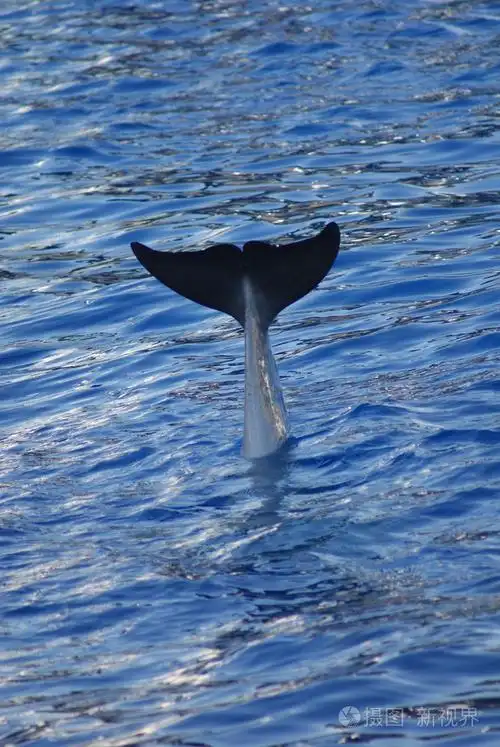 常见的宽吻海豚-太平洋宽吻截形